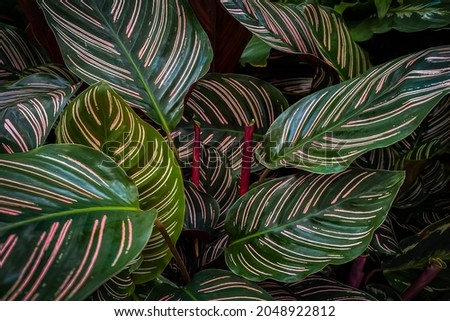 Calathea Sanderiana ornata, pin-stripe or pinstripe calathea plant leaves, close up.  Long tropical green leaf with white lines. Calathea natural contrast pattern on leaves Royalty-Free Stock Photo #2048922812