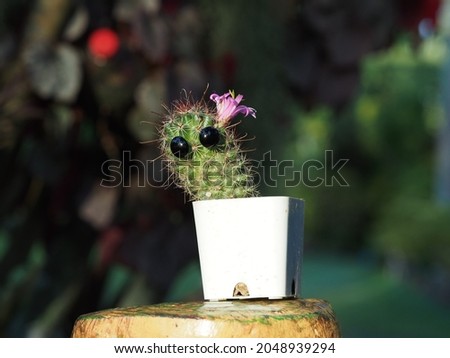 Beautiful cactus in white pot 