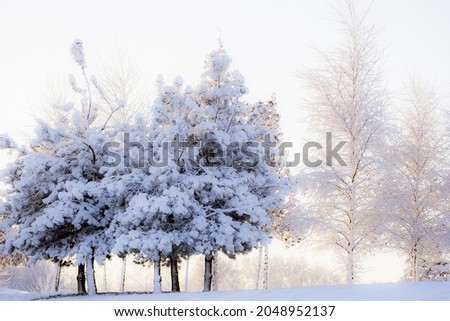 Wintery scene of trees in snow
