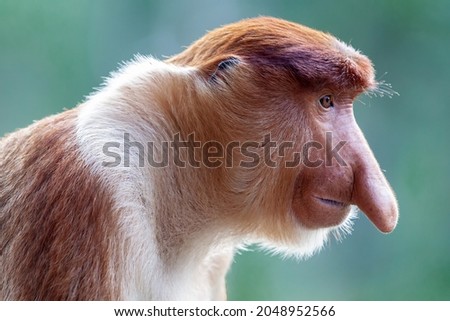 Proboscis Monkey is a primate that is endemic to the island of Borneo. Found in Kinabatangan, Sandakan, Sabah, North Borneo, Malaysia. Royalty-Free Stock Photo #2048952566