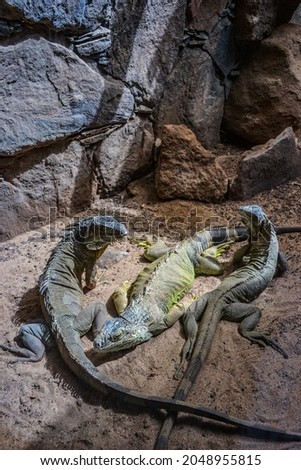 Iguanas - herbivorous lizards that are native to tropical areas of Mexico, Central America, South America, and the Caribbean.