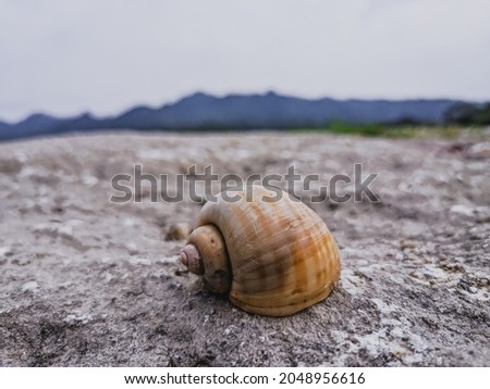 photo of a snail shell on a rock, with a subtle blur of nature in the background