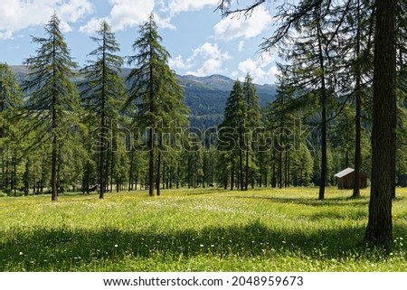 View of alpine meadows with the famous Carnic Alps in the background, South Tyrol, Alps, Italy, Europe