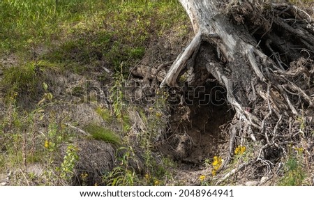 an old dry tree with long roots. shelter under the root