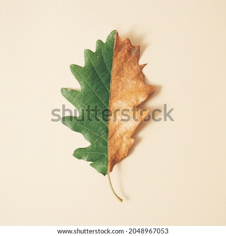 Minimal composition with half fresh half dried oak leaf on pastel cream background. Creative autumn nature  concept. Royalty-Free Stock Photo #2048967053