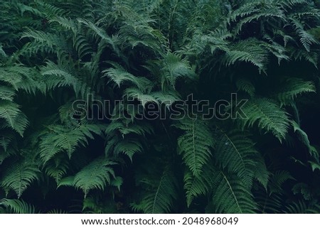 A natural background of beautiful herbaceous plants, similar to a green fern of different colors. thickets of ferns in the mountains. A stylish background,a screensaver for your computer.advertisement