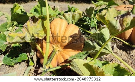 yellow pumpkin grown in agricultural land