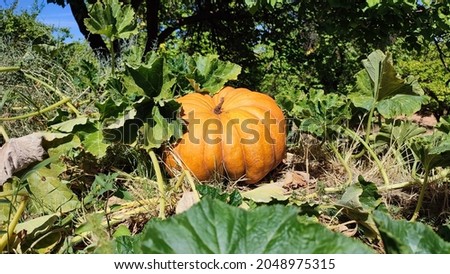 yellow pumpkin grown in agricultural land