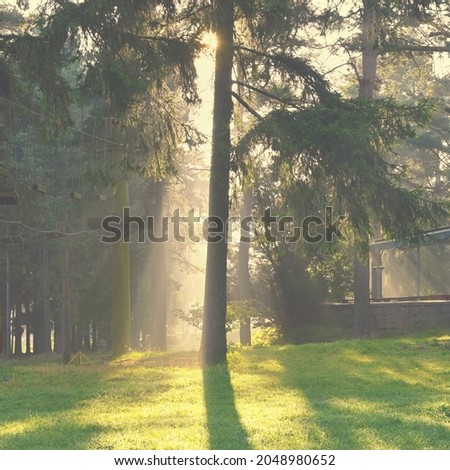 Beautiful nature background with forest. Summer day with trees and with sun rays for rest and relaxation. Concept for nature and environment.