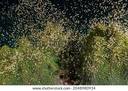 The climax of the annual release of coral spawn into the water column to enable the species to reproduce. This is the moment when the most spawn is released Royalty-Free Stock Photo #2048980934