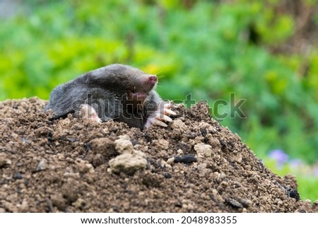 European mole crawling out of molehill above ground, showing strong front feet used for digging underground tunnels Royalty-Free Stock Photo #2048983355