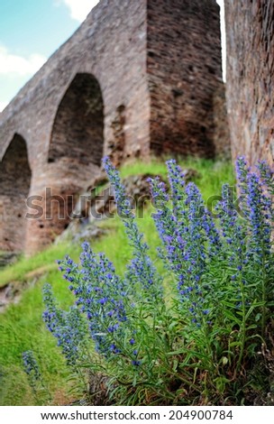 Detail of beautiful blue flowers with an old castle in the background