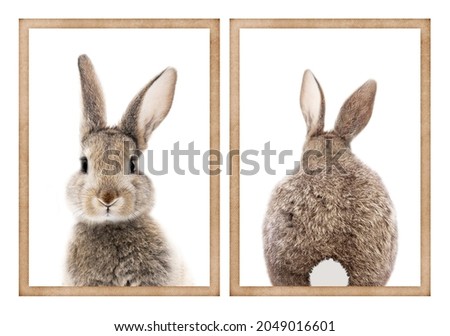photo of a bunny or rabbit front and back for digital printing wallpaper, custom design 