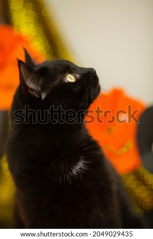 black cat on the background of decor for the holiday halloween pumpkin orange