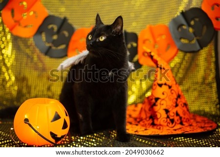 black cat with angel wings on the background of decor for the holiday halloween pumpkin orange