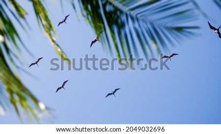 Magnificent Frigatebirds float above Fort Jefferson at Dry TOrtugas National Park in Florida. Royalty-Free Stock Photo #2049032696