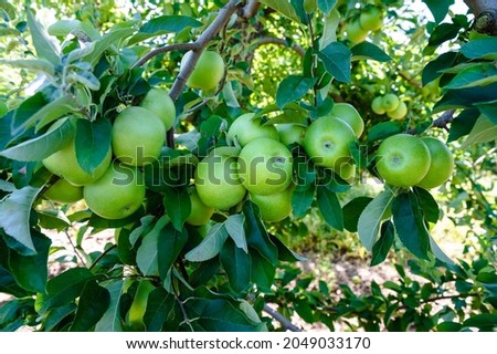 Green apples hanging in tree Royalty-Free Stock Photo #2049033170