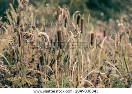 Cat tails in a bunch growing in the fall, old picture green leaves Wisconsin parks