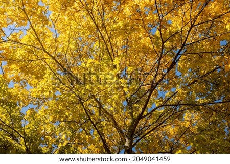 Beautiful yellow autumn leaves on the tree, nature.