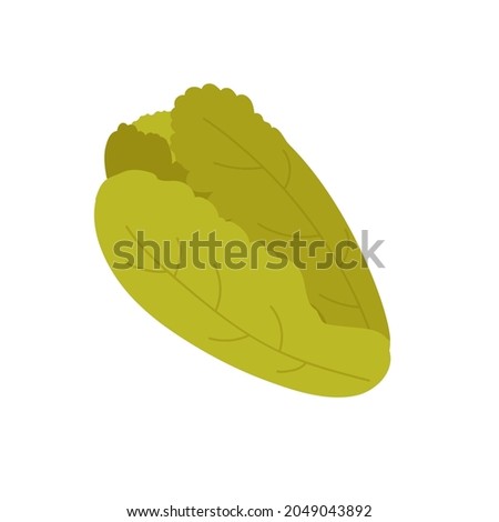 Napa or chinese cabbage vegetable fresh product, organic farm food production vector illustration. Cartoon healthy raw green cabbage leaves for vegetarian or vegan diet isolated on white