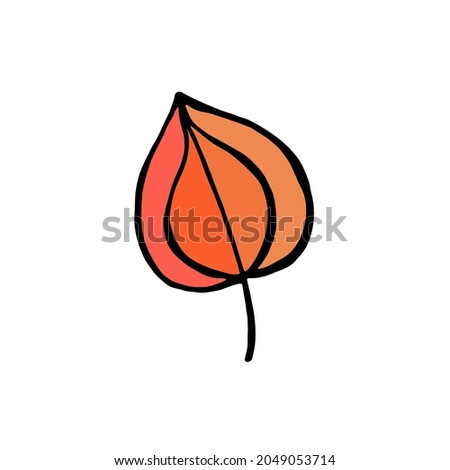 Vector physalis isolated on white background. Hand-drawn. Flat design, vector, cartoon.