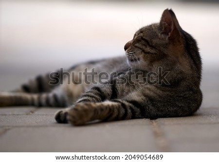 portrait of a grey cat with stripes laying on a ground, close-up, selective focus. High quality photo Royalty-Free Stock Photo #2049054689