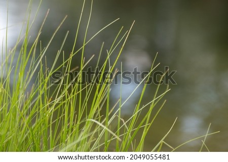 Green summer wild grass growth, weed details close-up on sunny day with blurred bokeh background