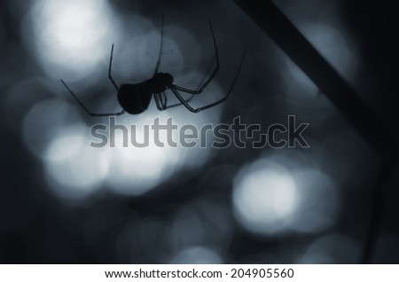 creepy spider silhouette at night