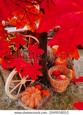 Autumn Pumpkin Harvest Fair. Many pumpkins of different varieties and sizes. Halloween