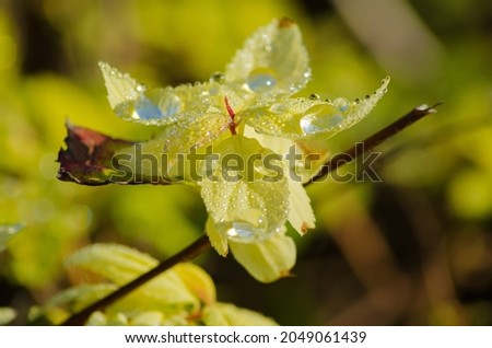 yellow leaves with water droplets. High quality photo