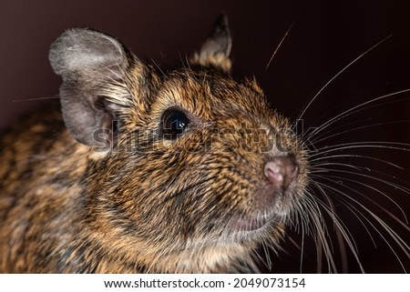 Little cute gray mouse Degu close-up. Exotic animal for domestic life. The common degu is a small hystricomorpha rodent endemic from Chile.