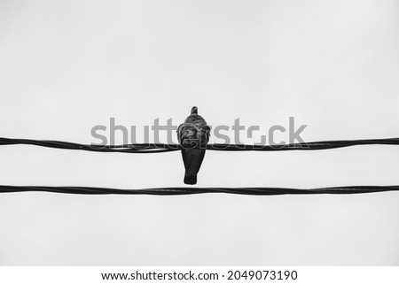 Pigeon sits on the wires. Parallel wires. Black and white vintage photography (1047)