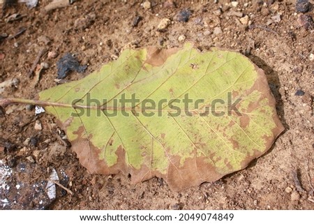 Dried Teak Leaves on the Ground