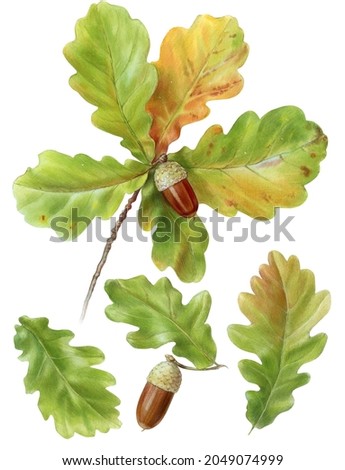 Oak leaves illustration with watercolor and crayons