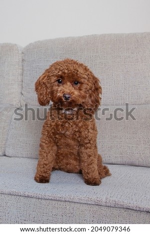 Dog on sofa. Brown shaggy ​​looking at camera on sofa. Toy poodle. Cute animal. Cute dog. Small lovely dog.  
Dog sitting on sofa looking at camera. Royalty-Free Stock Photo #2049079346