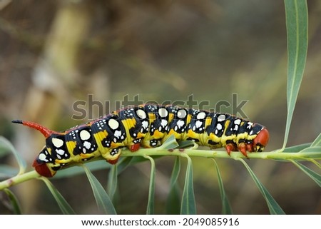 Closeup caterpillar of Spurge hawk-moth