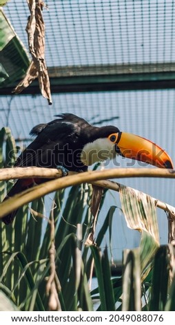 
toucan eating on branch forest