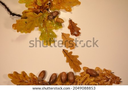 Autumn leaves background falling oak leaf and acorns isolated autumnal theme gray backdrop.Sad picture of nature