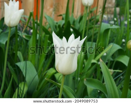 beautiful white tulips in spring in the garden