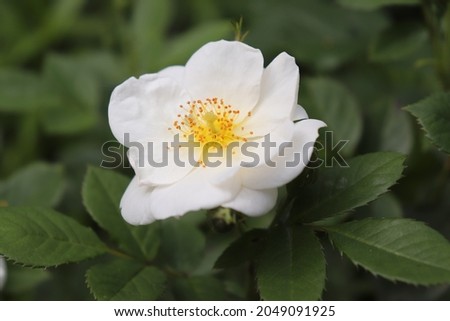 Light yellow and white color Hybrid Musk Rose Omi Oswald flowers in a garden in June 2021. Idea for postcards, greetings, invitations, posters, wedding and Birthday decoration, background  Royalty-Free Stock Photo #2049091925