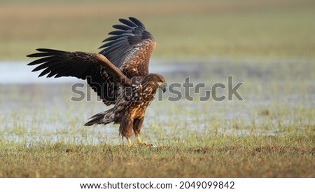 Juvenile white-tailed eagle landing on floodplain with frost Royalty-Free Stock Photo #2049099842