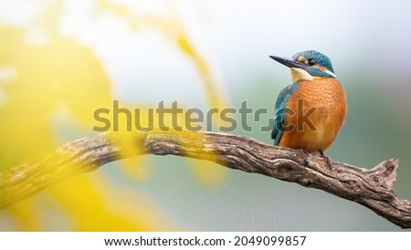 Cute young common kingfisher sitting on branch with yellow flowers in foreground Royalty-Free Stock Photo #2049099857