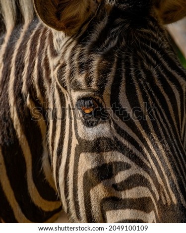 Black and White Zebra Animal