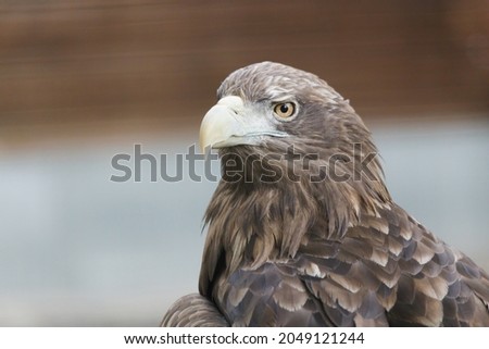 bird of prey eagle close-up. High quality photo