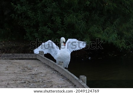 A mute swan flapping wings 