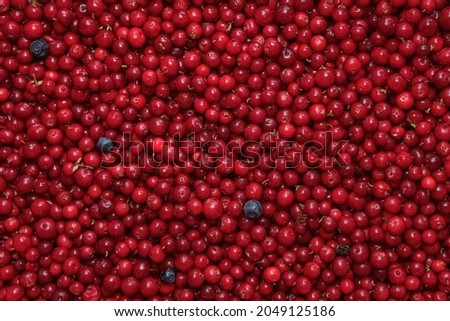 Ripe fresh cranberries as bright natural, healthy food, berries background. Harvest, autumn, superfood. Banner mock up close up, horizontal photography