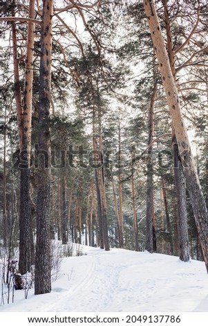 Beautiful landscape of snowy winter forest in frosty day