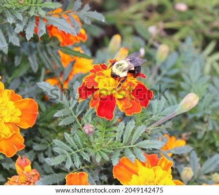 A bee Landing on a Marigold flower.