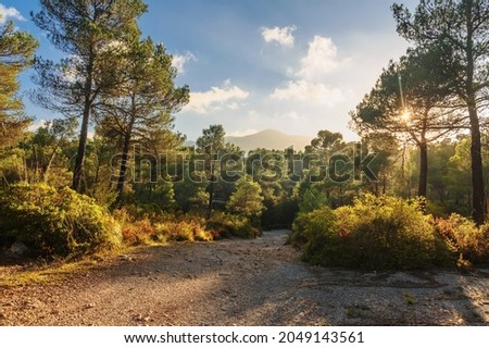 path in the forest on a sunny day in Mallorca. Balearic islands. Spain Royalty-Free Stock Photo #2049143561