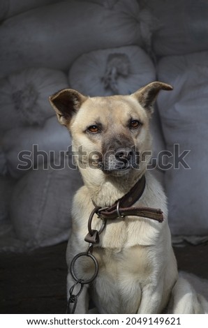 Curious dog in village. Adult village dog on farm.  Portrait of a mongrel dog on the farm. Adult village dog on farm close up. Farm watchdog enjoying sun.  Royalty-Free Stock Photo #2049149621
